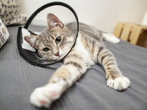 Cum sa imi ingrijesc pisica si ce hrana trebuie sa consume dupa castrare